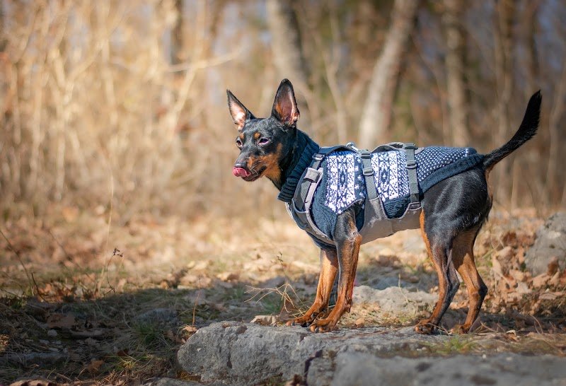 L'odyssée des chiens - photo 3