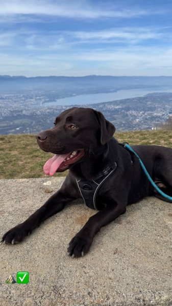 NS Canine 74 - photo 3