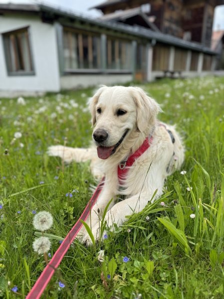Seconde Patte – Éducation Canine Genève et Haute-Savoie - photo 3