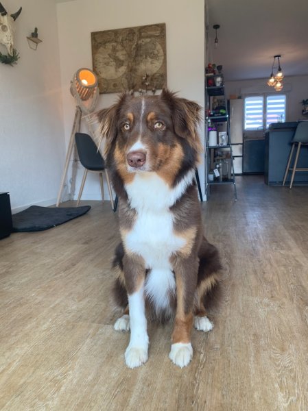 ADC Education Canine