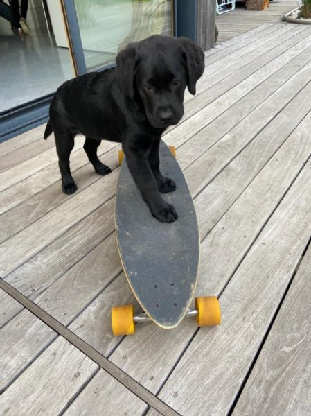 ADC Education Canine - photo 2