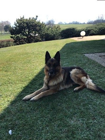 ADC Education Canine - photo 3