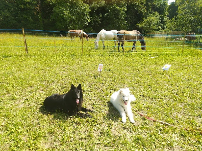 EVEIL CANIN (ex Great Anim's) - photo 2