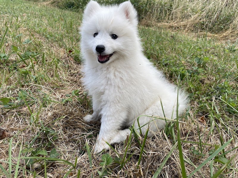 Les pattounes de cha - Educateur comportementaliste canin et félin - photo 1