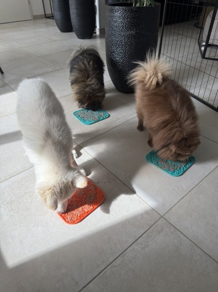 Les pattounes de cha - Educateur comportementaliste canin et félin - photo 2