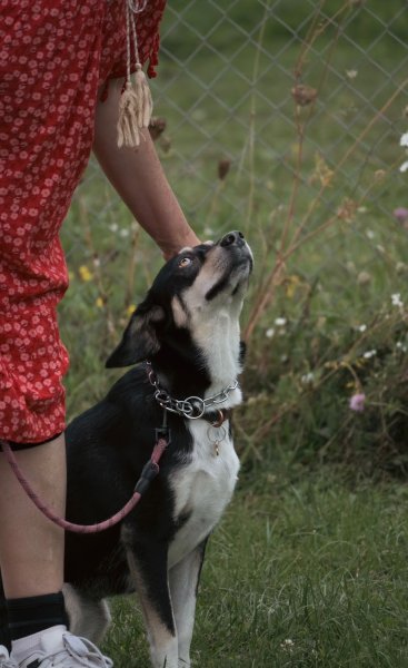 Education canine Thonon