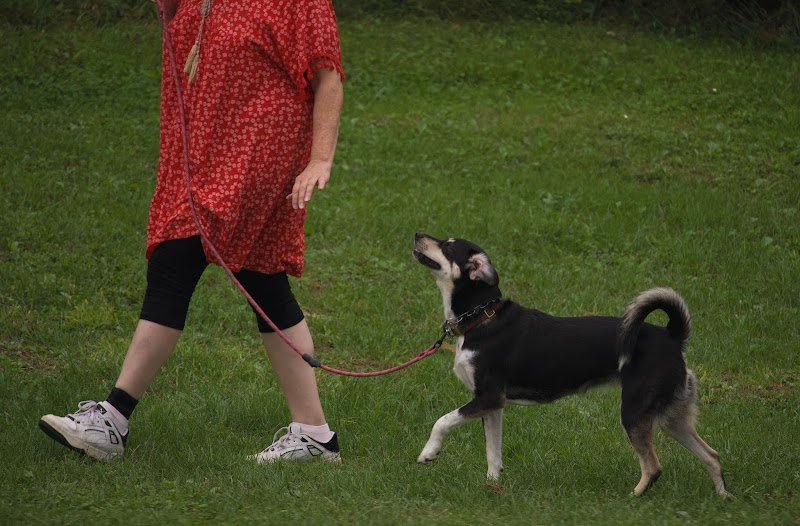 Education canine Thonon - photo 2