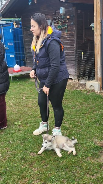 Education canine Thonon - photo 3