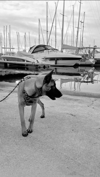 Dogs Relational Health - photo 1