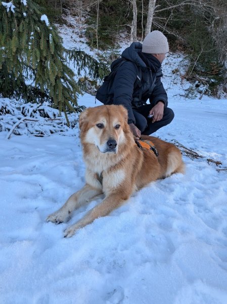 Dogs Relational Health - photo 2