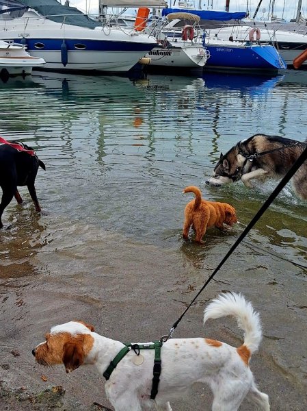 Dogs Relational Health - photo 3