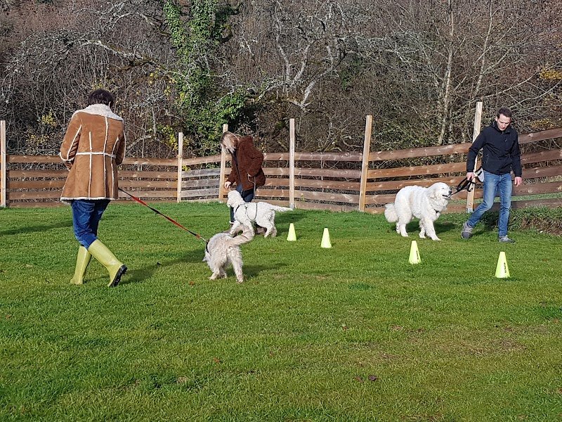 ADC Education Canine - Éducateur canin