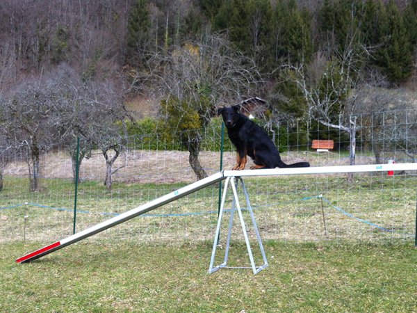 ADC Education Canine - Éducateur canin - photo 2