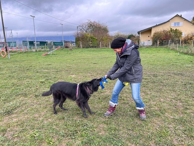 Amicanis, éducation canine - photo 2