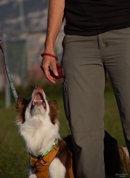 Amicanis, éducation canine - photo 3