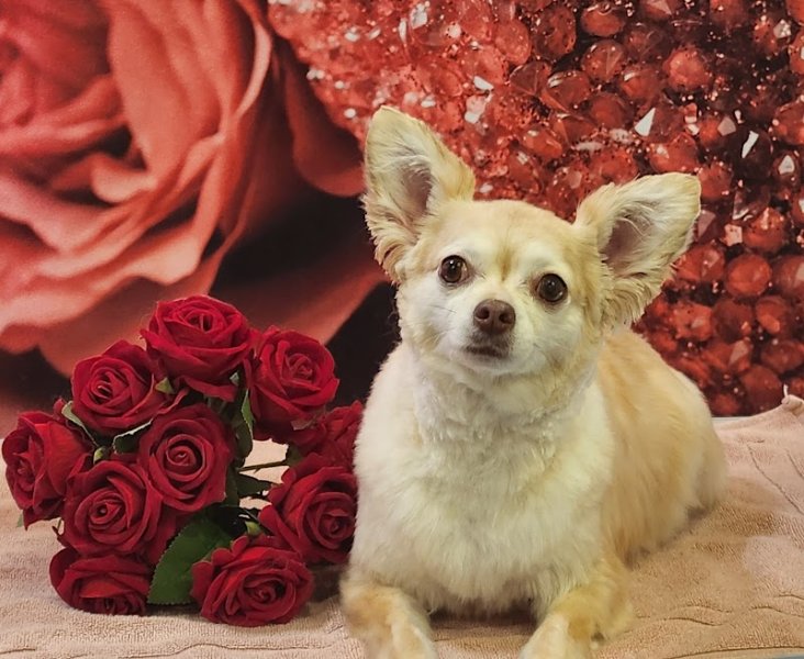 Salon de toilettage- L'instant Canin ~Vente cosmétiques -Brosse-parfumerie.. - photo 2