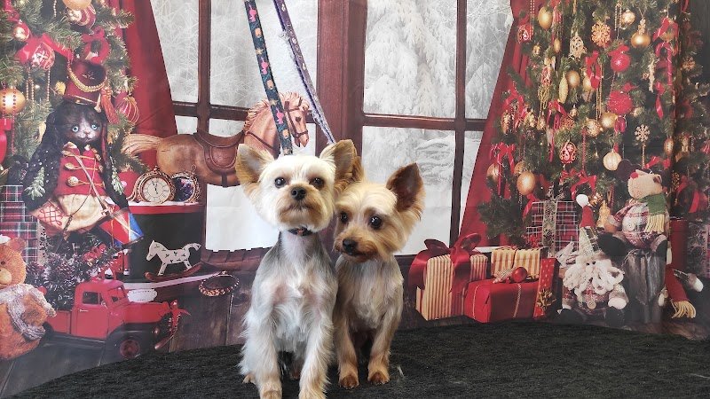 Salon de toilettage- L'instant Canin ~Vente cosmétiques -Brosse-parfumerie.. - photo 3