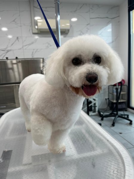 Frimousse Toilettage Canin & Félin, Garderie canine - photo 2