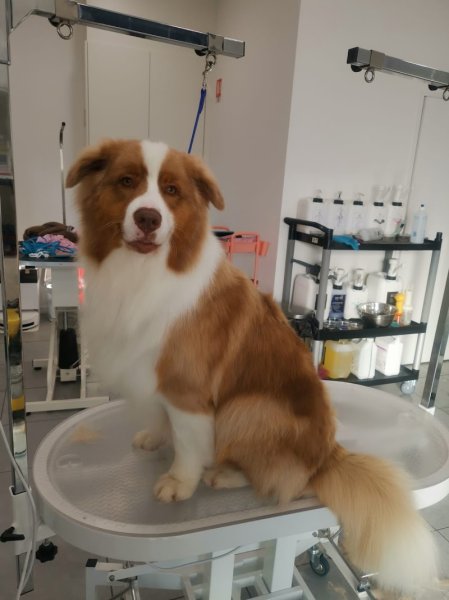 Frimousse Toilettage Canin & Félin, Garderie canine - photo 3