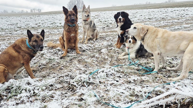 Happy Dog Pets-sitter - photo 2