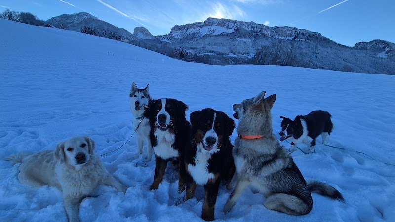 Happy Dog Pets-sitter - photo 3