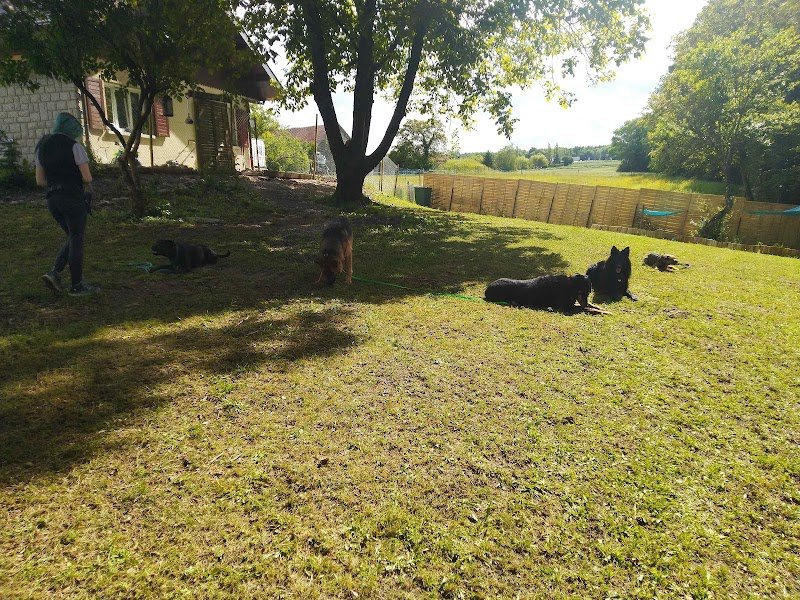 Univers chien - photo 2