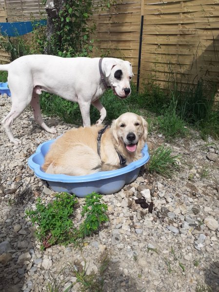 Univers chien - photo 3