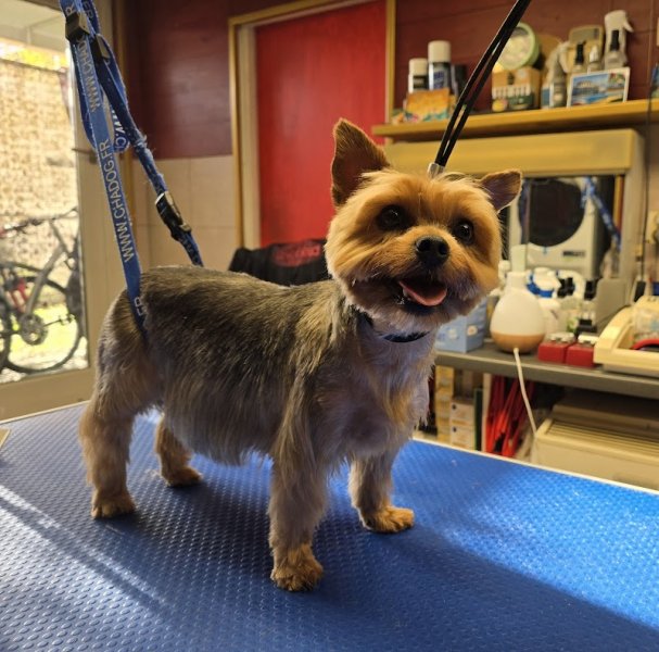 DOGGYDOUX TOILETTAGE - photo 3