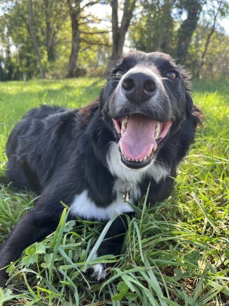 Wheels, Dogs & Art Jeanette Leitgeb - photo 1