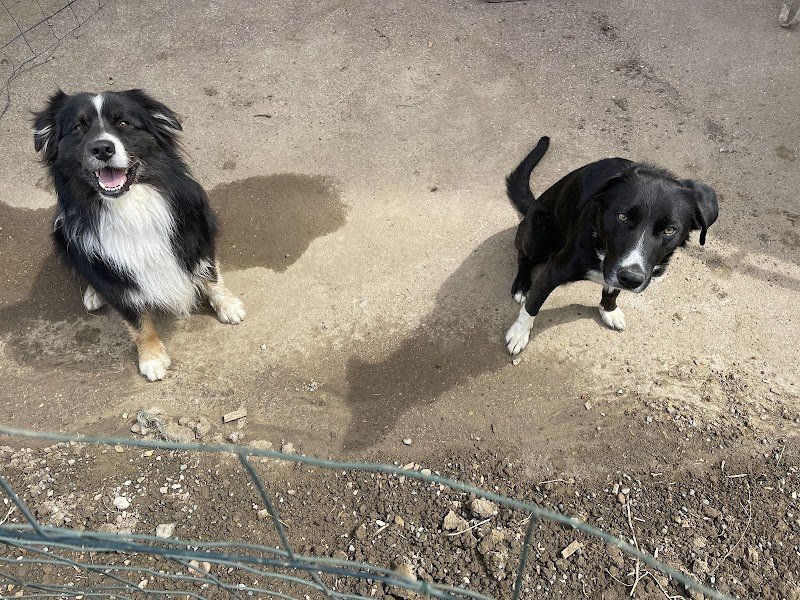 Wheels, Dogs & Art Jeanette Leitgeb - photo 2