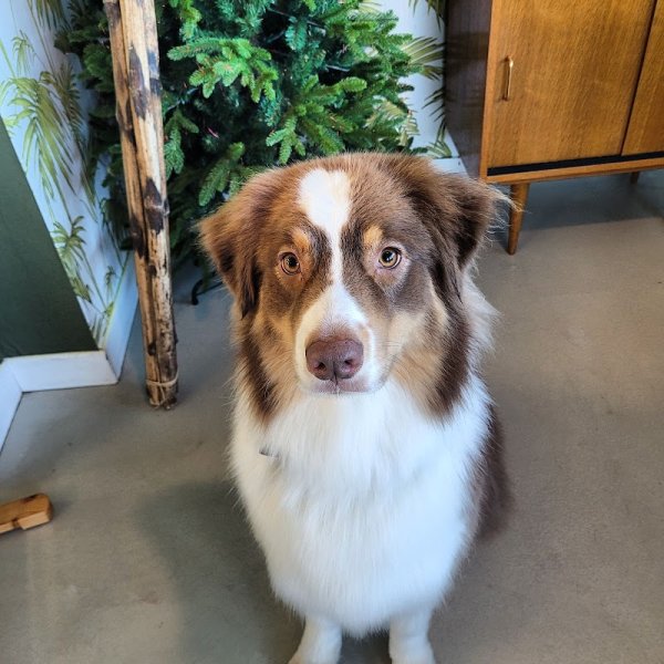 Beauté canine toilettage 20 années - photo 1