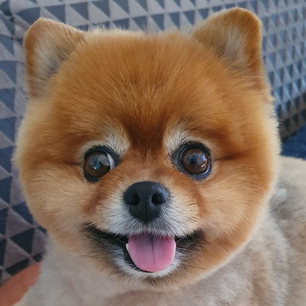 Beauté canine toilettage 20 années - photo 2