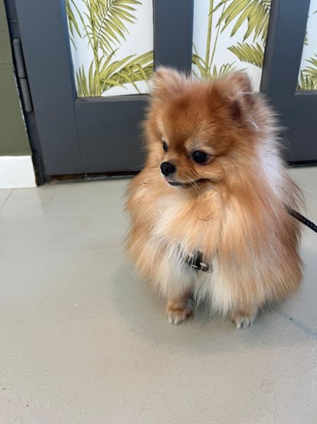 Beauté canine toilettage 20 années - photo 3