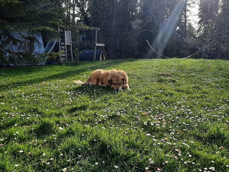 The dog 74 -Éducateur canin Haute-Savoie