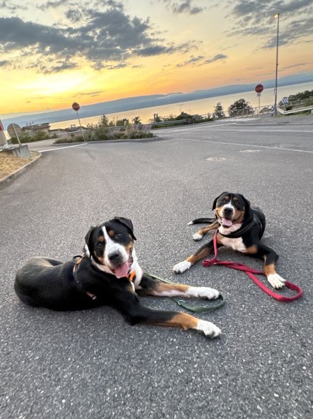 The dog 74 -Éducateur canin Haute-Savoie - photo 3