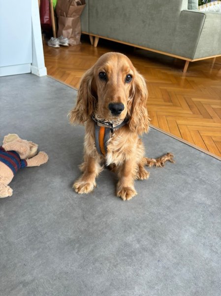 Aventure chien - photo 3