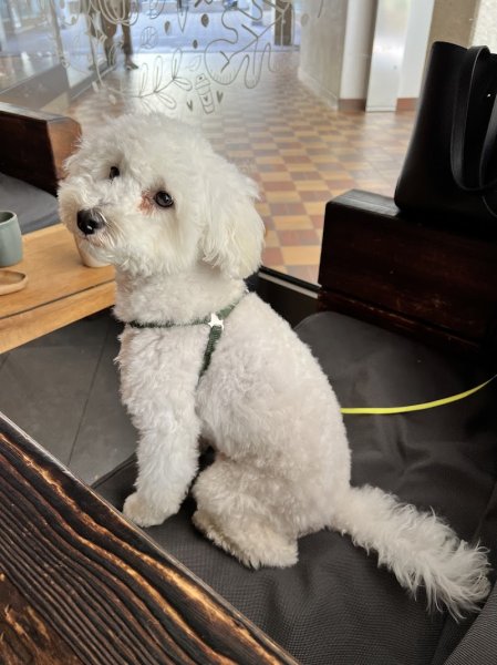 Rêve de Chien - photo 1