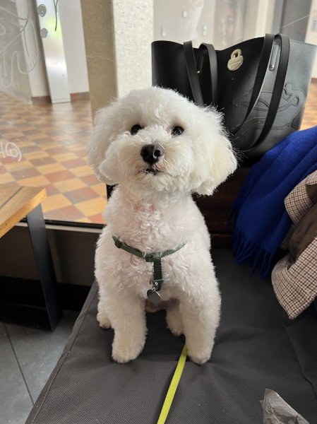 Rêve de Chien - photo 3