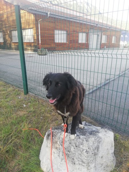 Easy dog 74 - photo 1