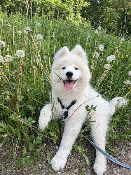 Eti’n’Dog - photo 2