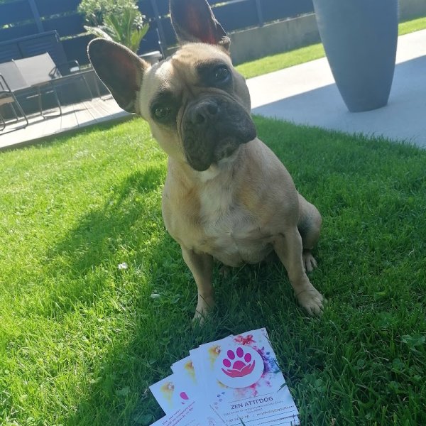 ZEN ATTI'DOG - photo 1