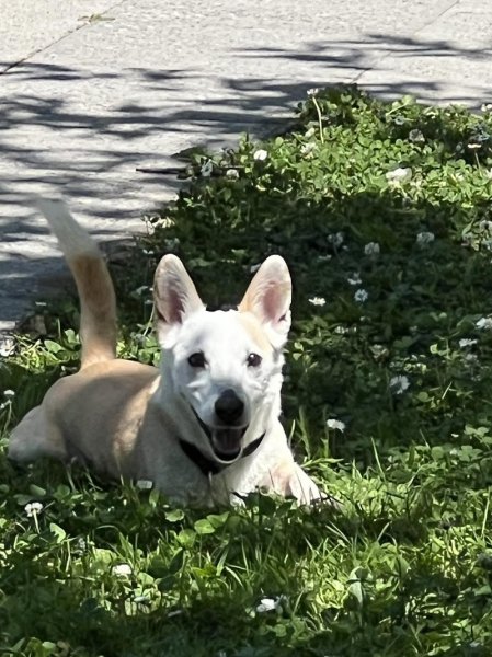 ZEN ATTI'DOG - photo 2