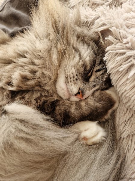 Educatrice et comportementaliste canins et félins Cécile T.