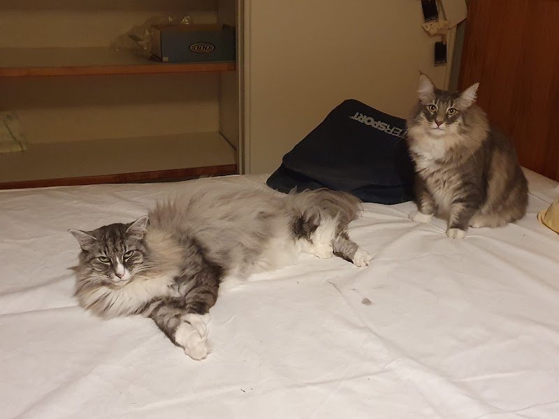 Educatrice et comportementaliste canins et félins Cécile T. - photo 2