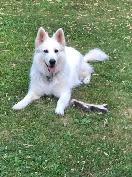 Educatrice et comportementaliste canins et félins Cécile T. - photo 3