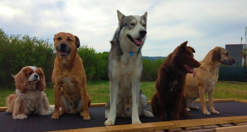 Paroles de chiens - photo 1