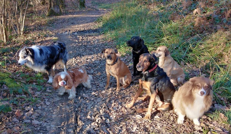 Paroles de chiens - photo 2