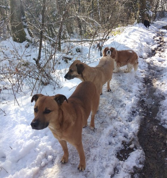 Paroles de chiens - photo 3