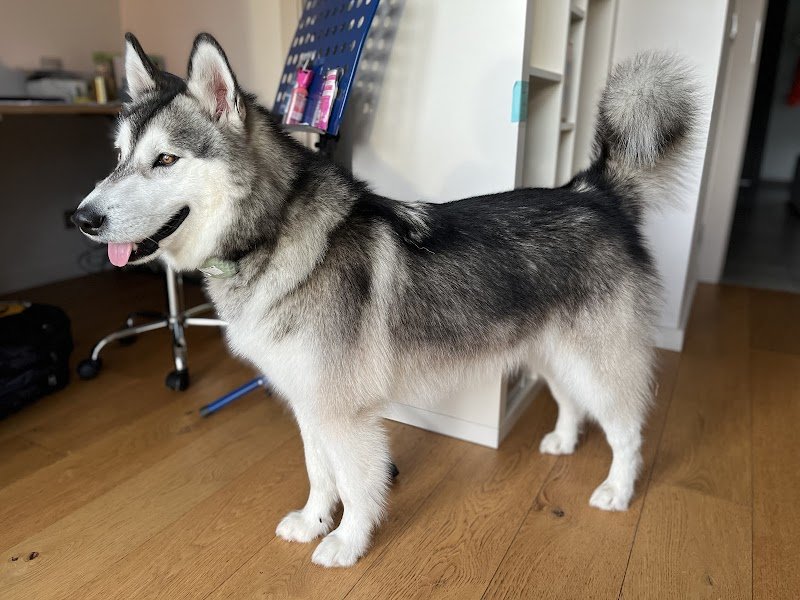 A'Venir Dog - photo 1