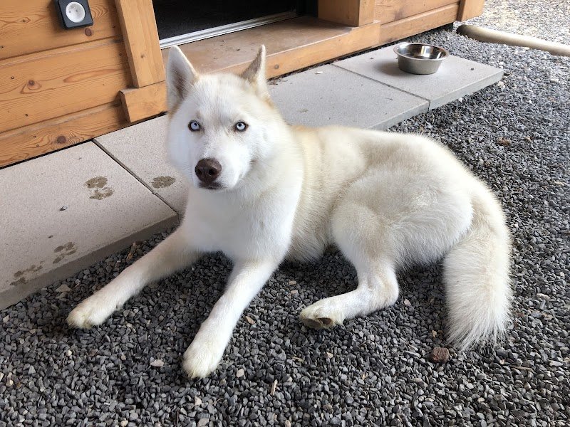 A'Venir Dog - photo 2